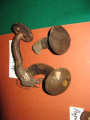 Porphyrellus