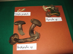 Porphyrellus