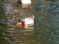 Anas platyrhynchos domesticus