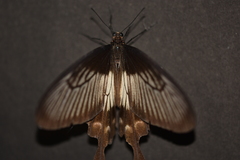 Pachliopta pandiyana