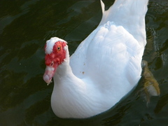 Cairina moschata domestica