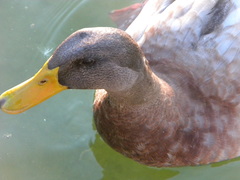 Anas platyrhynchos domesticus