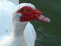 Cairina moschata domestica