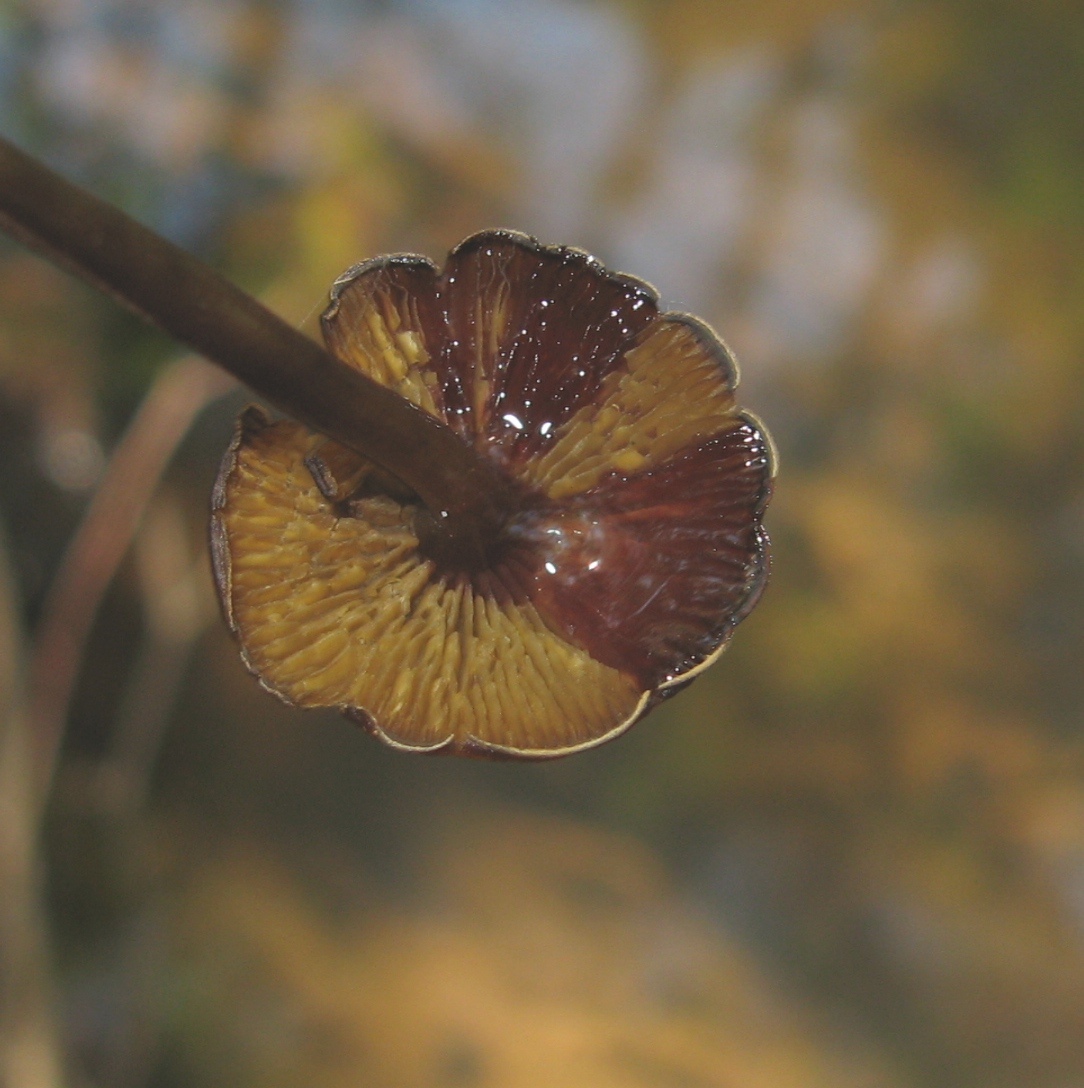 Callistosporium luteo-olivaceum image