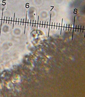 Callistosporium image