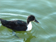 Anas platyrhynchos domesticus
