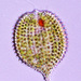 Phacus monilatus - Photo (c) djpmapfer, some rights reserved (CC BY-NC)