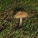 Inocybe curvipes - Photo (c) Alan Rockefeller, some rights reserved (CC BY), uploaded by Alan Rockefeller