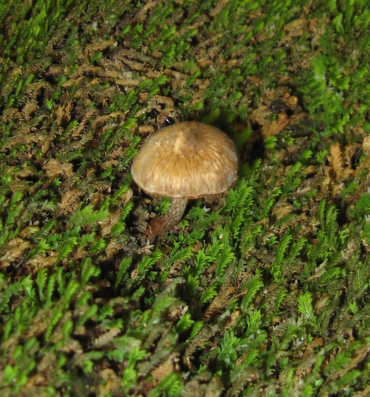 Inocybe curvipes image