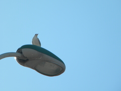 Chroicocephalus ridibundus