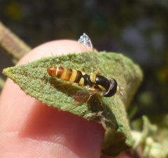Ischiodon
