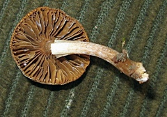 Inocybe curvipes