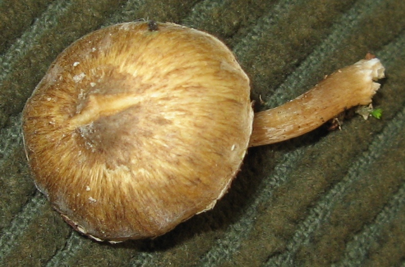 Inocybe curvipes image