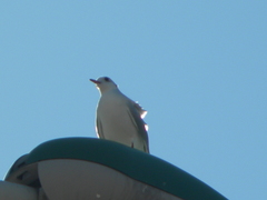 Chroicocephalus ridibundus