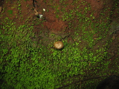 Inocybe curvipes