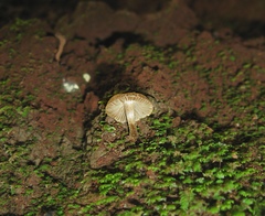 Inocybe curvipes