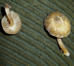 Inocybe curvipes