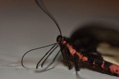 Pachliopta pandiyana