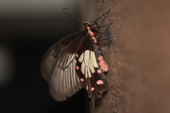 Pachliopta pandiyana