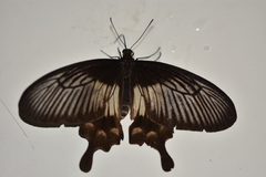 Pachliopta pandiyana