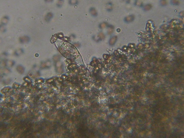 Inocybe curvipes image