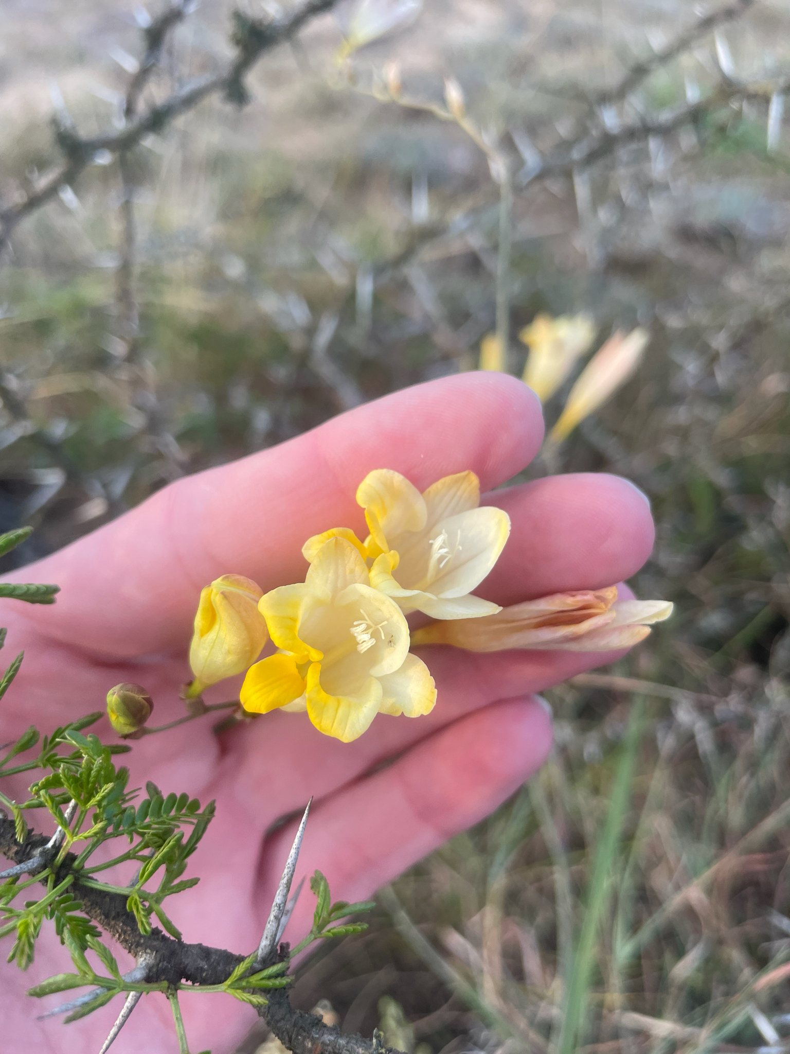 Imagem de freesia