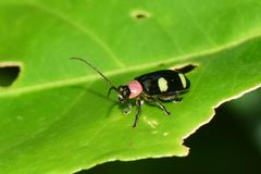 Omophoita boliviana