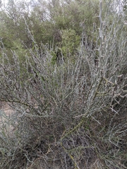 Parkinsonia texana