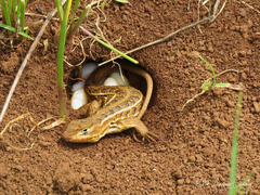 Sceloporus scalaris