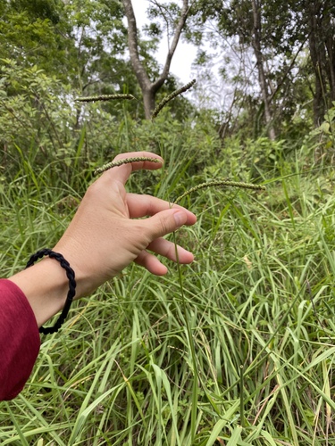 Paspalum dilatatum observed 2025-09-15