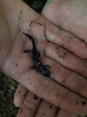 Plethodon glutinosus