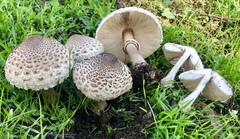 Macrolepiota fuligineosquarrosa