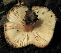 Verrucosporaceae