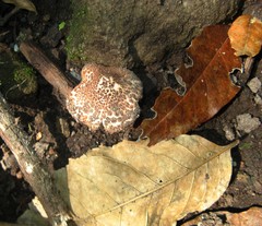 Verrucosporaceae