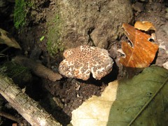 Verrucosporaceae