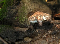 Verrucosporaceae