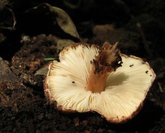 Verrucosporaceae