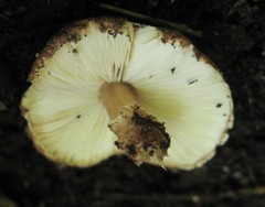 Verrucosporaceae