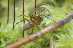 Bolyphantes alticeps