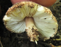 Verrucosporaceae