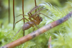 Bolyphantes alticeps