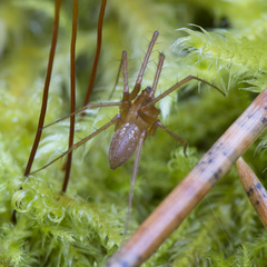 Bolyphantes alticeps