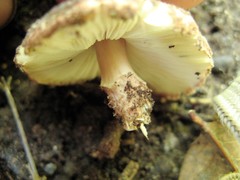 Verrucosporaceae