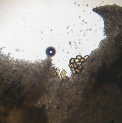 Verrucosporaceae