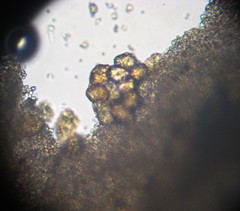 Verrucosporaceae
