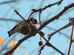 Carduelis carduelis