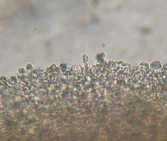 Verrucosporaceae
