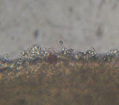 Verrucosporaceae