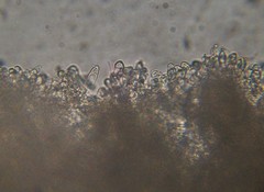 Verrucosporaceae