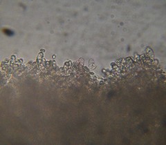 Verrucosporaceae